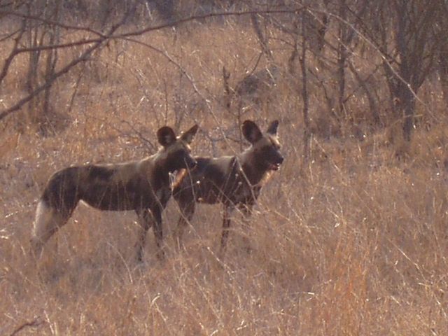 55 KB