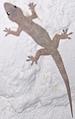 Gecko