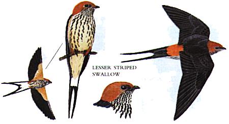 kleine Streifenschwalbe