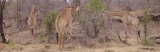 Drei Giraffen beim Bäume kahl fressen