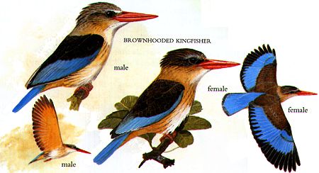 kleine Streifenschwalbe