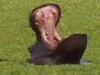 Ein g&auml;hnendes Hippo