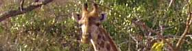 Ich und eine Giraffe. Wo ich bin? Na ... klickt doch mal drauf.