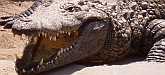 Aligator in der Cheetah Conservation Foundation