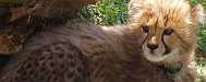 Cheetah-Junges